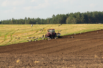 Red tractor plows a rich brown field, attracting a flock of white storks actively foraging, with...