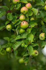 Vibrant green apples with rosy blush ripen on a leafy branch, showcasing natural growth and the promise of a fresh, abundant harves