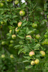 Vibrant green apples with rosy blush ripen on a leafy branch, showcasing natural growth and the promise of a fresh, abundant harves