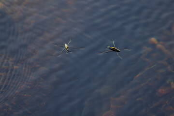 Two water striders effortlessly glide across the calm surface of dark water, creating ripples and showcasing the delicate interaction between insect and liquid