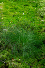 Lush, vibrant green moss and delicate grasses form a rich natural carpet on the forest floor,...