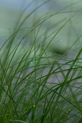 Fresh green grass blades adorned with delicate dewdrops, creating a serene and natural background...