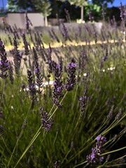 lavender field in provence