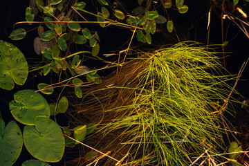 A vibrant tangle of green aquatic plants and lily pads thrives in dark water, illuminated by a warm...