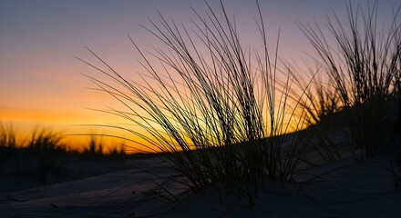 Dune Grass Silhouette at Sunset with Orange Sky