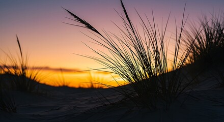 Fototapeta premium Grass Silhouettes on Sand Dunes at Colorful Sunset