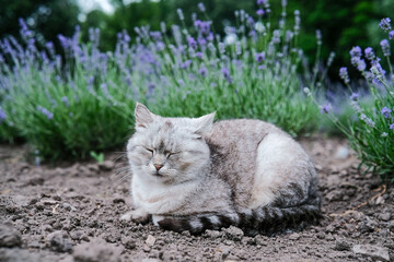 Peaceful grey cat resting among fragrant lavender bushes in a serene garden setting.