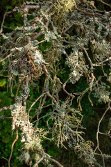 Intricate patterns of light green and grey lichen flourish on twisted tree branches, creating a detailed natural texture and showcasing symbiotic growth in a woodland environment
