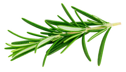 Fototapeta premium a stalk fresh rosemary leaf isolated on white background