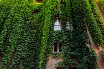 A historic building facade is completely covered in lush, vibrant green ivy, with traditional...