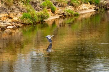 A grey heron flies low over calm river water, its reflection visible, with a textured, earthy...