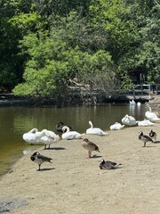 swans on the lake