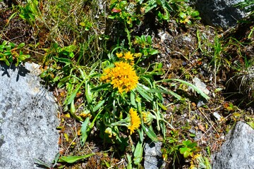 Yellow grey ragwort (Jacobaea incana) alpine flower