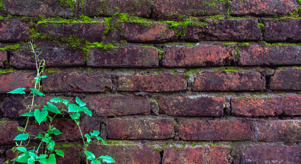 Real Photographed: Historic Brick Wall Texture with Natural Patina & Greenery