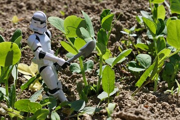 Naklejka premium Star Wars action figure of Clone Trooper ready to cultivate young Pea vegetable plants in a row in garden. Sunlit by spring daylight sunshine. 