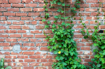 Real Photographed: Red Brick Wall Texture with Dense Green Ivy - 4K