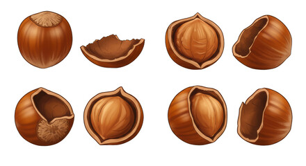 Detailed hazelnut illustration showing whole and cracked shells against white background