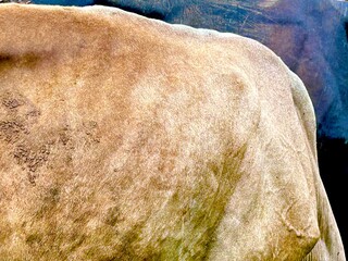 close-up of a light-colored cow's back, in contrast to the dark color of a bull's back