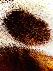 close-up of a brown spot on the coat of a dog, brown and white in color.