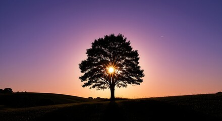 Tree Silhouette at Sunset with Sunburst in Purple Sky