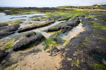 Old Head Beach, Kinsale, Ireland,  is picturesquely situated on the edge of dense forests looking at the shoreline and the beach rock formations