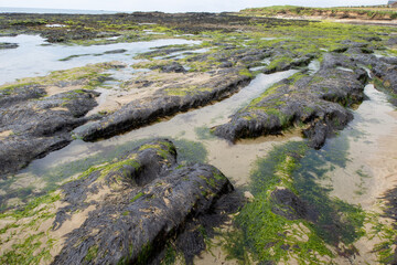Old Head Beach, Kinsale, Ireland,  is picturesquely situated on the edge of dense forests looking at the shoreline and the beach rock formations