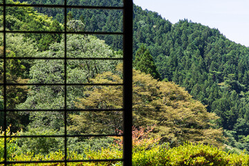 山間にある景色の良い黄金色の茶畑	
