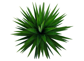 Top view of a yucca palm tree displaying its sharp, elongated green leaves radiating outward against a clean white backdrop. The plant's structure highlights its symmetrical arrangement.