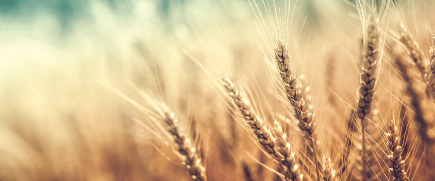 Close-up Of Ripe Golden Wheat With Vintage Effect, Clouds And Sky - Harvest Time Concept	