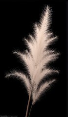 Obraz premium decorative cereals on a black background