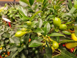 Green lemons plant Small green lemon growing on lemon tree, home garden, static shot