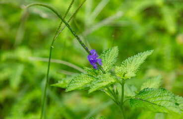 Fleurs violette de la queue de rat - Verveine bleue