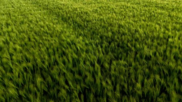 Aerial drone footage of a golden wheat field shimmering under bright sunlight. The gently swaying crops reflect warm light, creating a vibrant, peaceful rural landscape full of natural beauty and summ