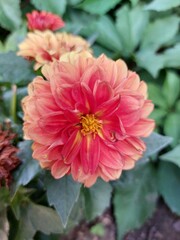 Fototapeta premium red, pink dahlia flower