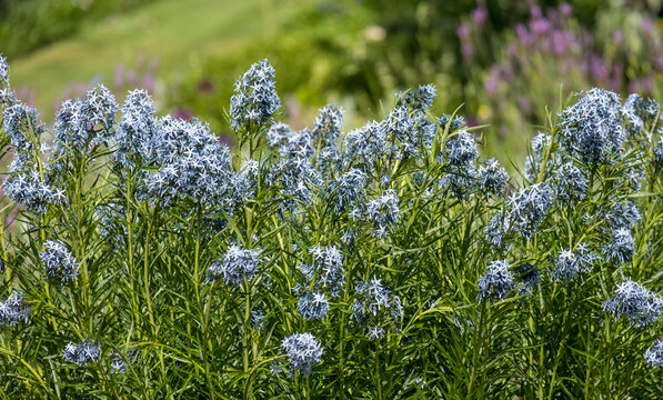 Blausternbusch (Amsonia hubrichtii)