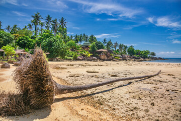 Tropical sea beach with fallen coconut palm tree on Koh Kood island