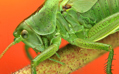 young grasshopper on a stick
