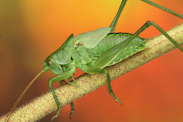 young grasshopper on a stick