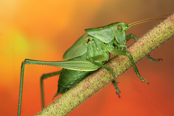 young grasshopper on a stick