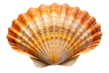 Close up of a detailed orange and white ribbed scallop shell isolated on a transparent background seashell