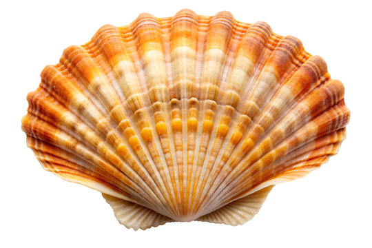 Close up of a detailed orange and white ribbed scallop shell isolated on a transparent background seashell