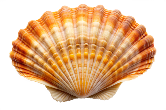 Close up of a detailed orange and white ribbed scallop shell isolated on a transparent background seashell