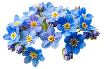 Naklejka premium Cluster of bright blue forget me not flowers with yellow centers and buds isolated on a transparent background