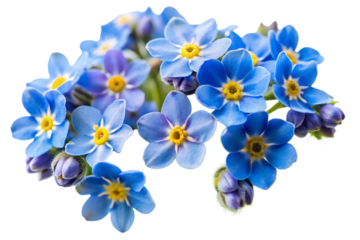 Cluster of bright blue forget me not flowers with yellow centers and buds isolated on a transparent background