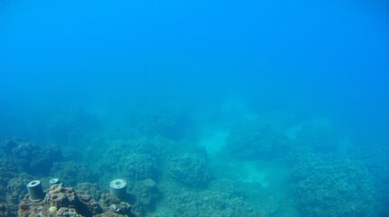 Fototapeta premium Underwater Vista: A tranquil underwater scene unveils a mesmerizing seascape, showcasing the raw beauty of marine life and the enigmatic depths below.