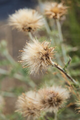 Obraz premium Dried up thistle flower