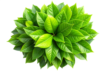Lush green leaves arranged in a circular pattern with natural lighting isolated on a transparent background
