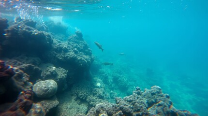 Fototapeta premium Underwater Wonders: A stunning underwater panorama of coral reefs teeming with aquatic life, where sunlight dances on the sea bed, evoking a sense of the ocean's timeless beauty.