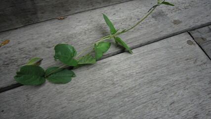 Green leaves on wooden background