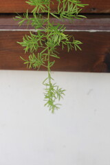 Hanging green plant indoors